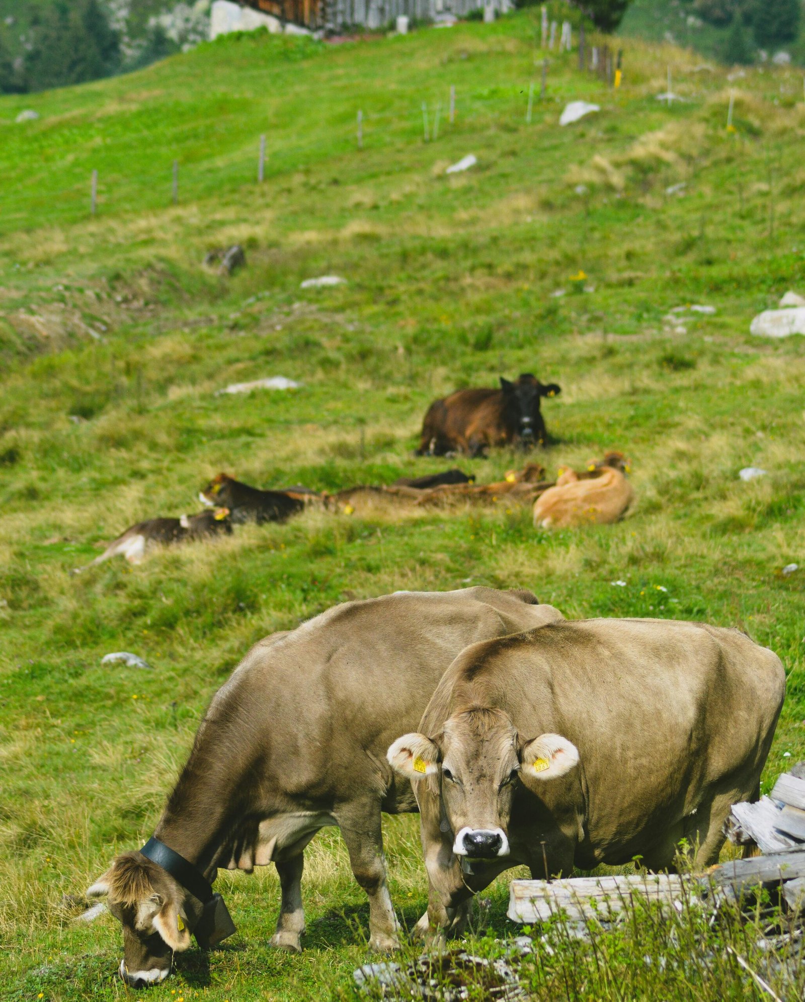 pexels-anuja-tilj-291760-2866052 pexels-anuja-tilj-291760-2866052